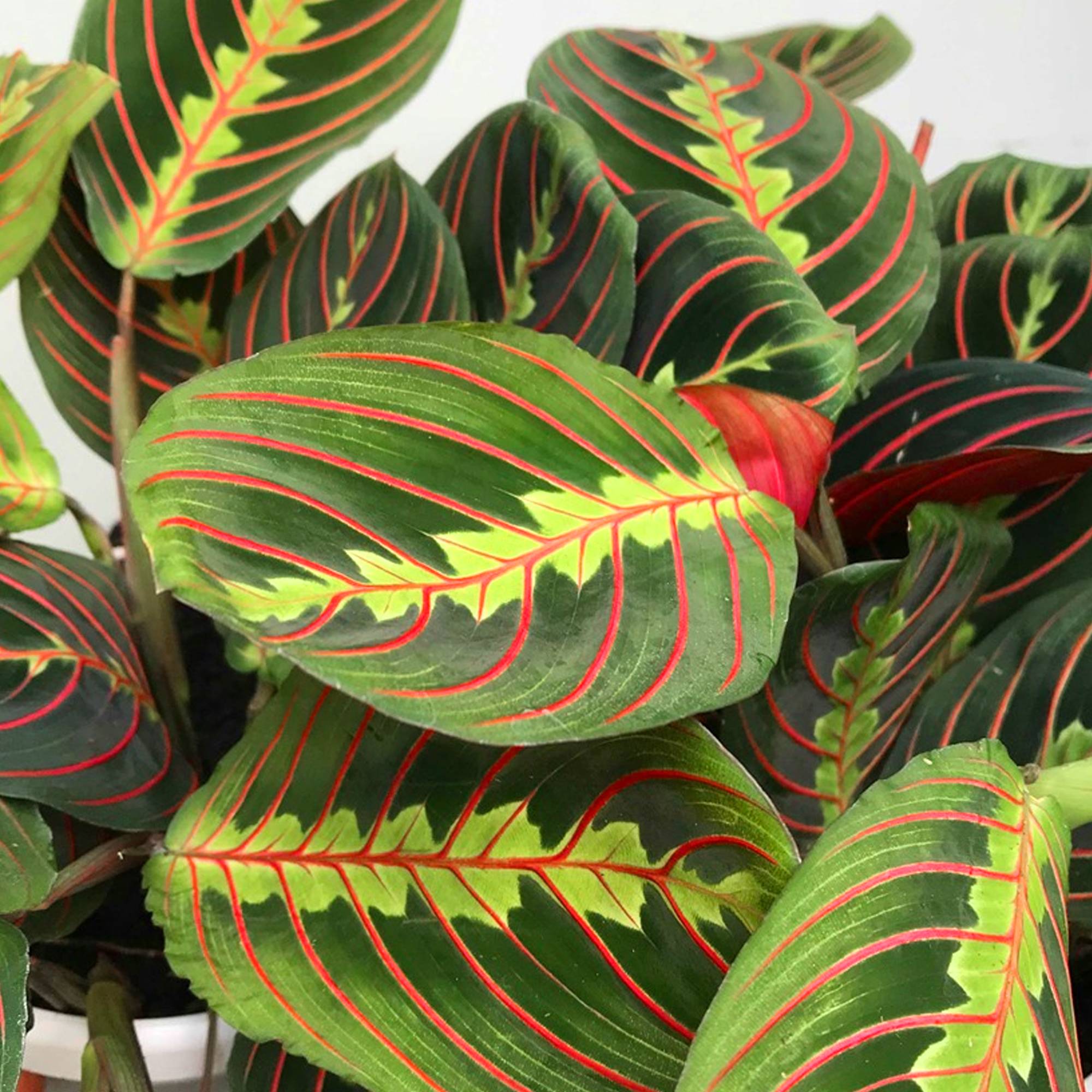 Gardenersdream - Plante Tricolore Fascinator Maranta Pour La Maison Ou Le Bureau (Pot 20-30Cm Inclus) - GardenersDream - Image 3