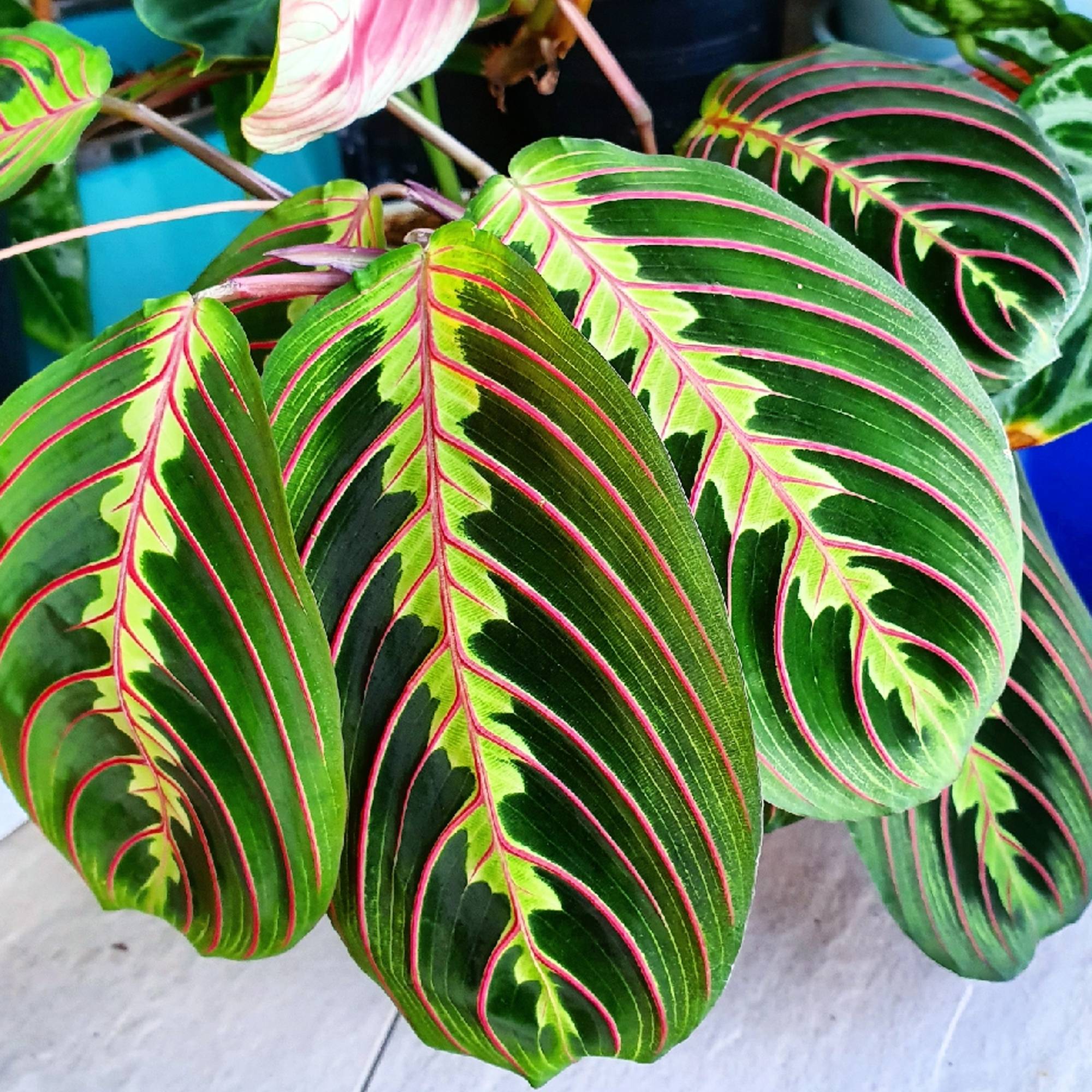 Gardenersdream - Plante Tricolore Fascinator Maranta Pour La Maison Ou Le Bureau (Pot 20-30Cm Inclus) - GardenersDream - Image 4