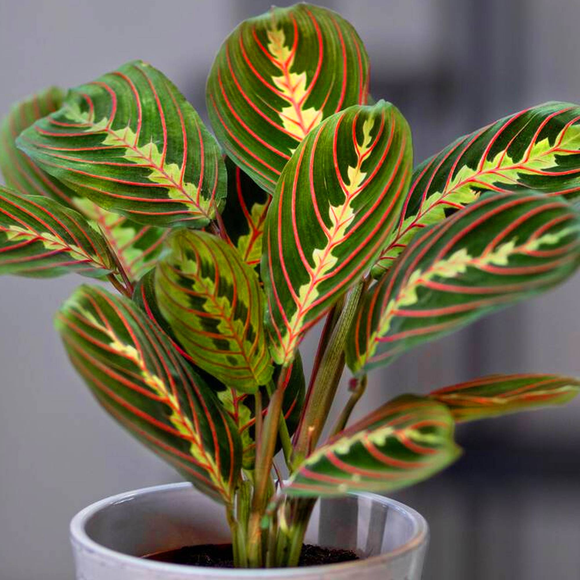 Gardenersdream - Plante Tricolore Fascinator Maranta Pour La Maison Ou Le Bureau (Pot 20-30Cm Inclus) - GardenersDream - Image 2