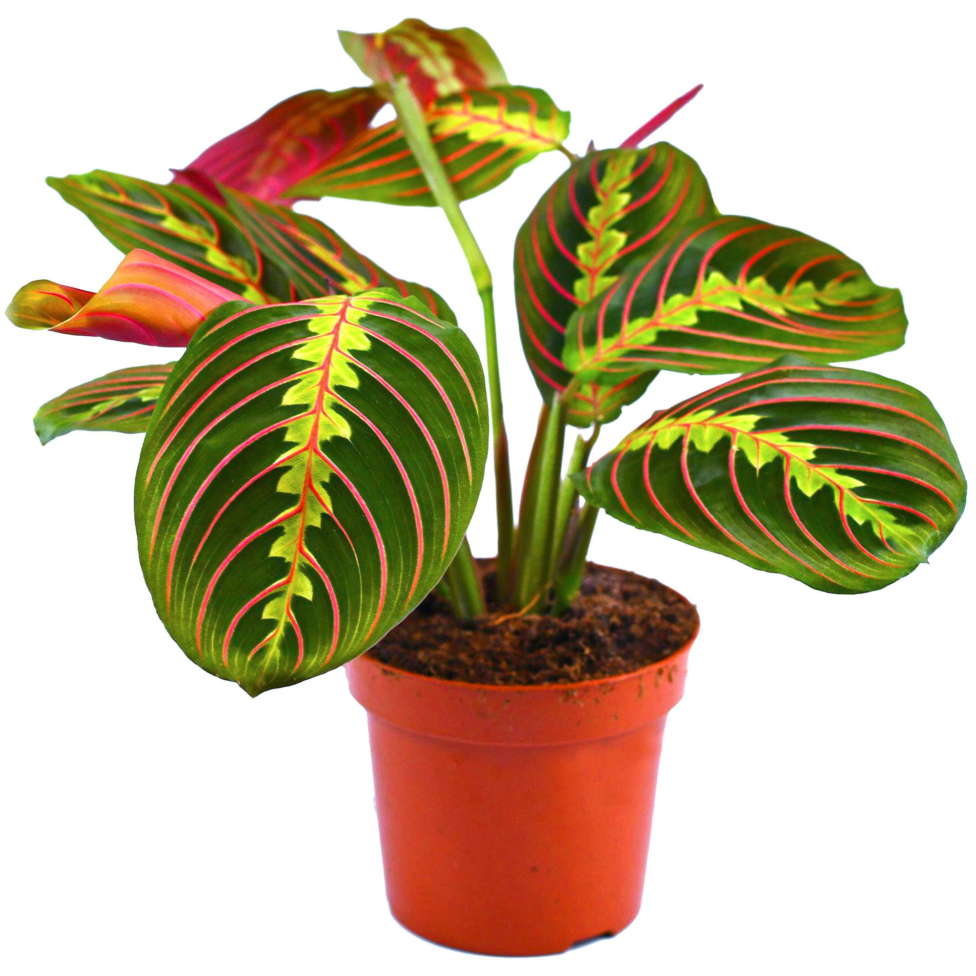 Gardenersdream - Plante Tricolore Fascinator Maranta Pour La Maison Ou Le Bureau (Pot 20-30Cm Inclus) - GardenersDream - Image 1