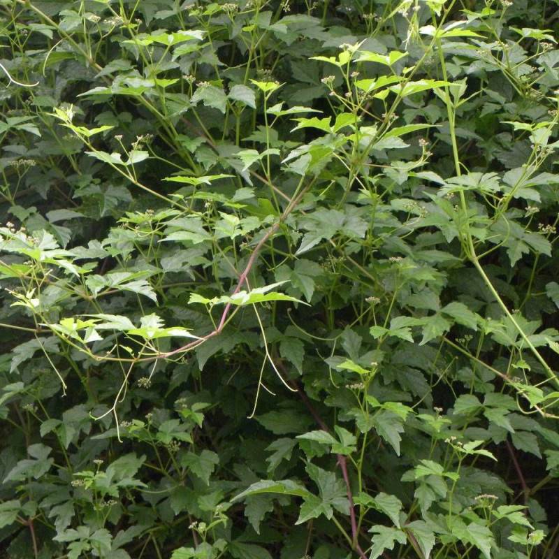 Vigne d'ornement aconitifolia - Pot de 1,5L - Tuteur bambou 30/60 cm - Image 4
