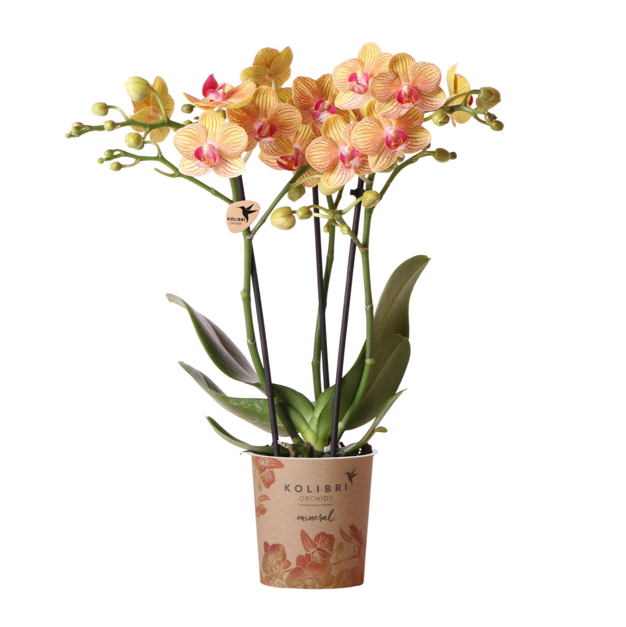 Orchidée Phalaenopsis 'Jamaica' orange - Pot de 9cm - Sans cache-pot - Plantes d'intérieur - Image 1