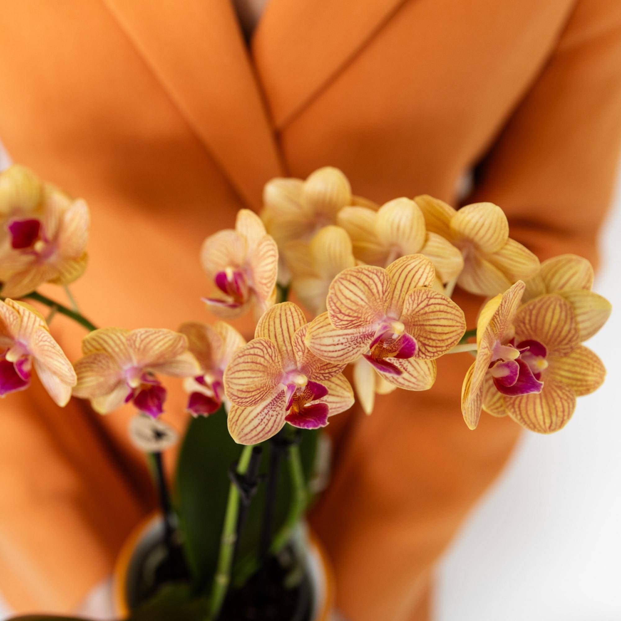 Orchidée Phalaenopsis 'Jamaica' orange - Pot de 9cm - Sans cache-pot - Plantes d'intérieur - Image 5
