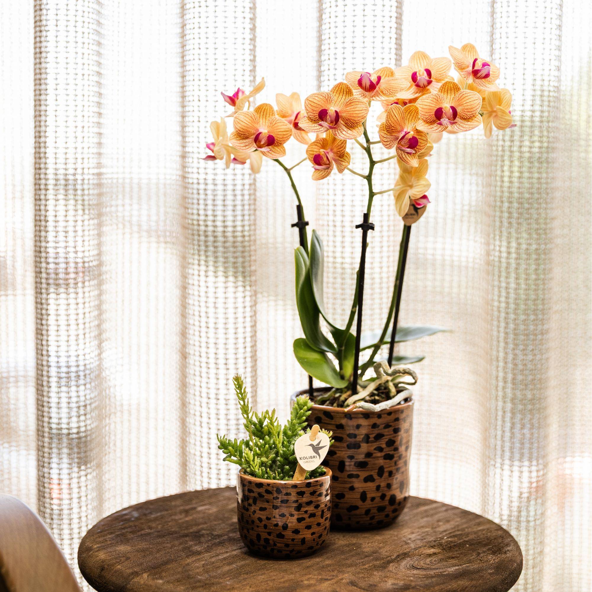 Orchidée Phalaenopsis 'Jamaica' orange - Pot de 9cm - Sans cache-pot - Plantes d'intérieur - Image 7