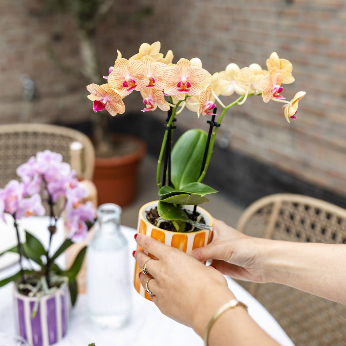Orchidée Phalaenopsis 'Jamaica' orange - Pot de 9cm - Sans cache-pot - Plantes d'intérieur - Image 3