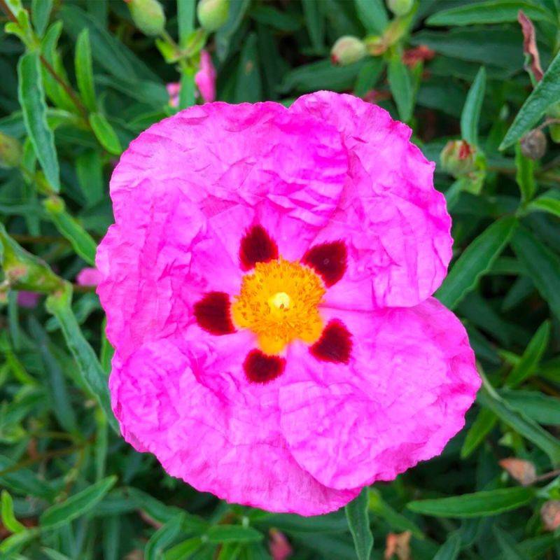 Ciste pourpre (Cistus purpureus) - Godet - Taille 20/40cm - Pépinières Naudet - Image 1