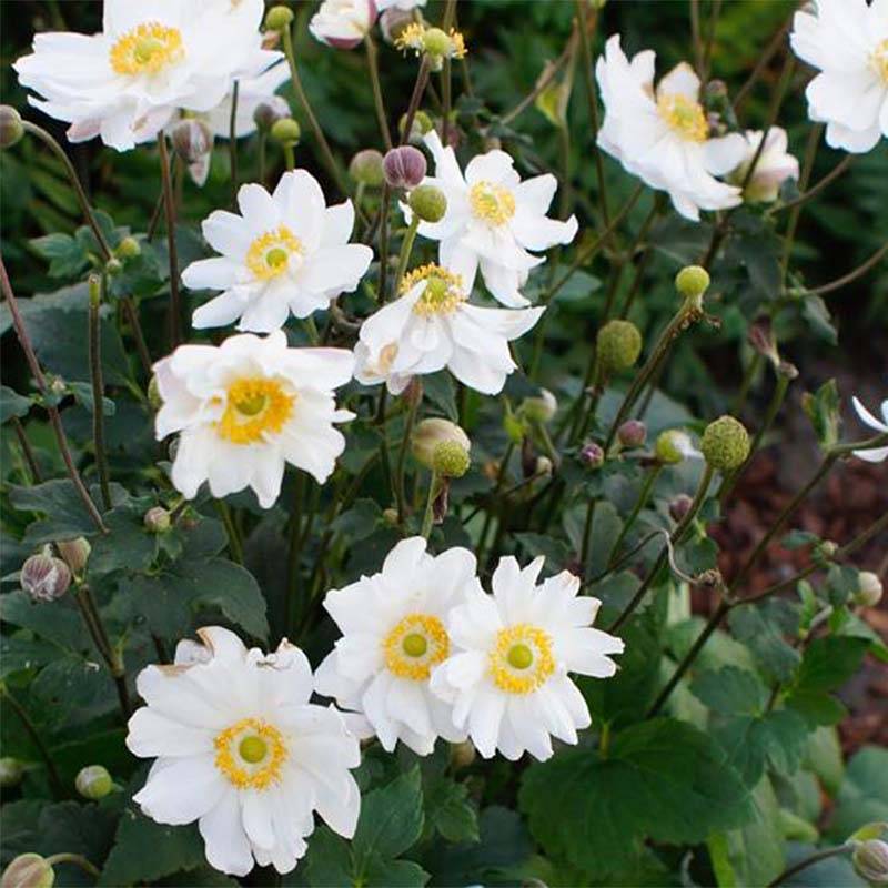 Promesse de Fleurs - Anémone hybride Snow Angels Godet de 8/9 cm