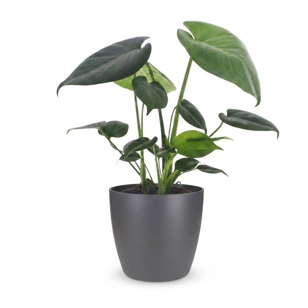 Monstera Deliciosa - Pot de 12cm - 1 plante - Gris - Plantes d'intérieur - Image 2