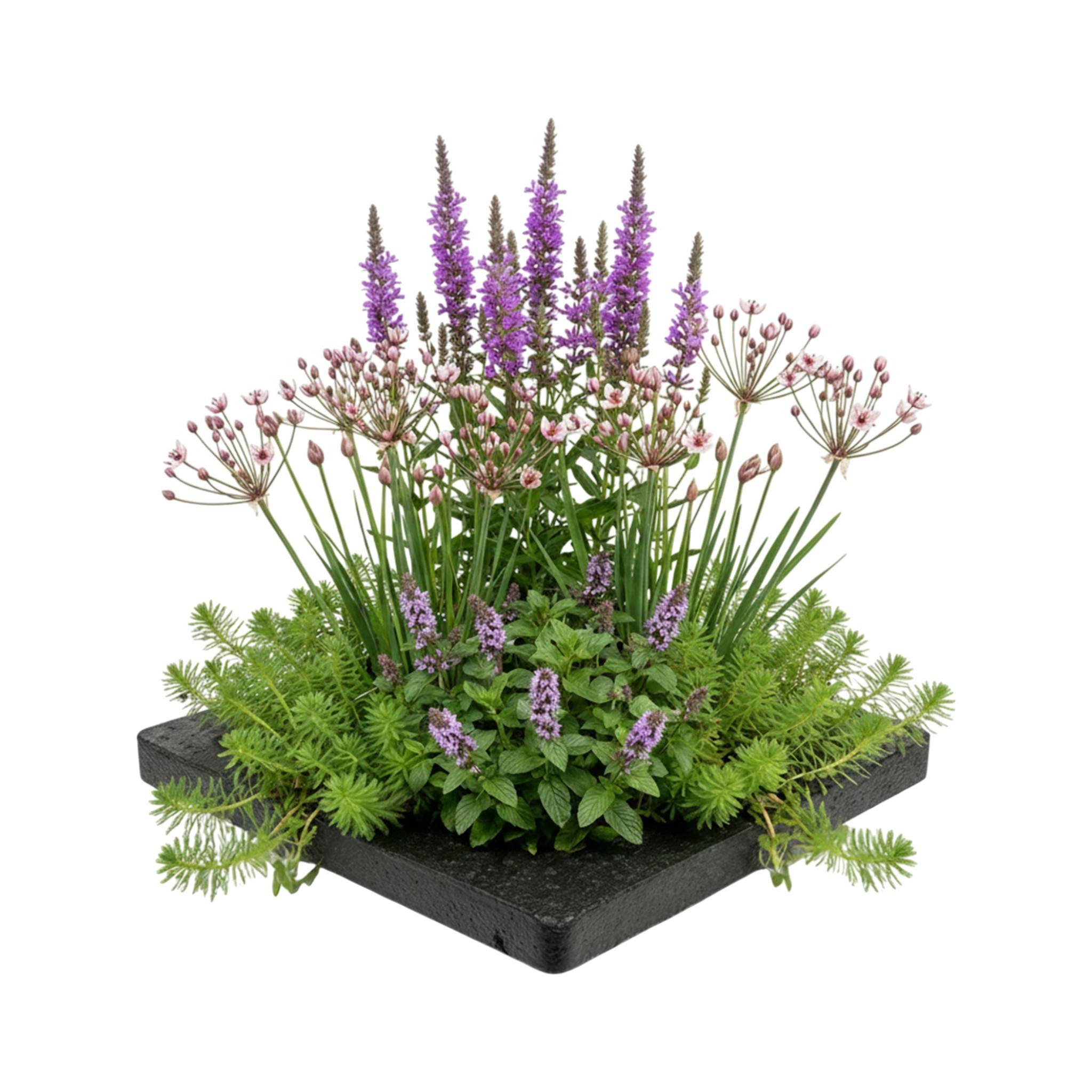 0 - Île de Plantes Anti-Moustiques - 4 Plantes Aquatiques avec Accessoires - Image 1