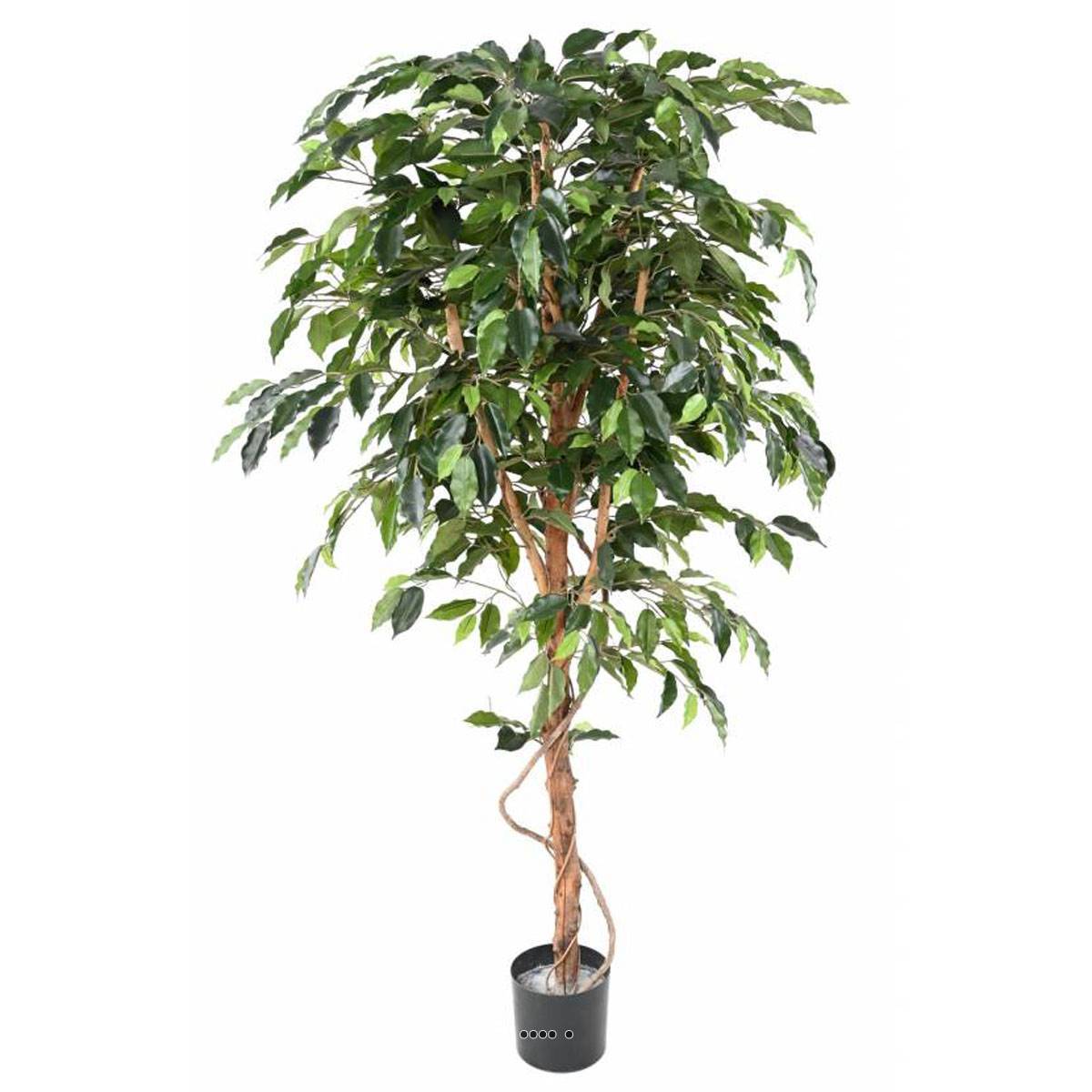 Artificielles - Ficus Benjamina factice grande feuille tronc naturel, pot H180 cm Vert - dimhaut: H 180 cm - couleur: Vert 430