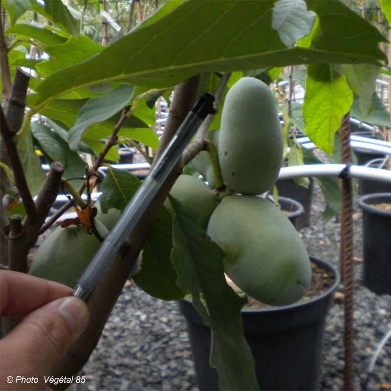 Asimina Prima 1216 - Pawpaw Pot de 4L/5L