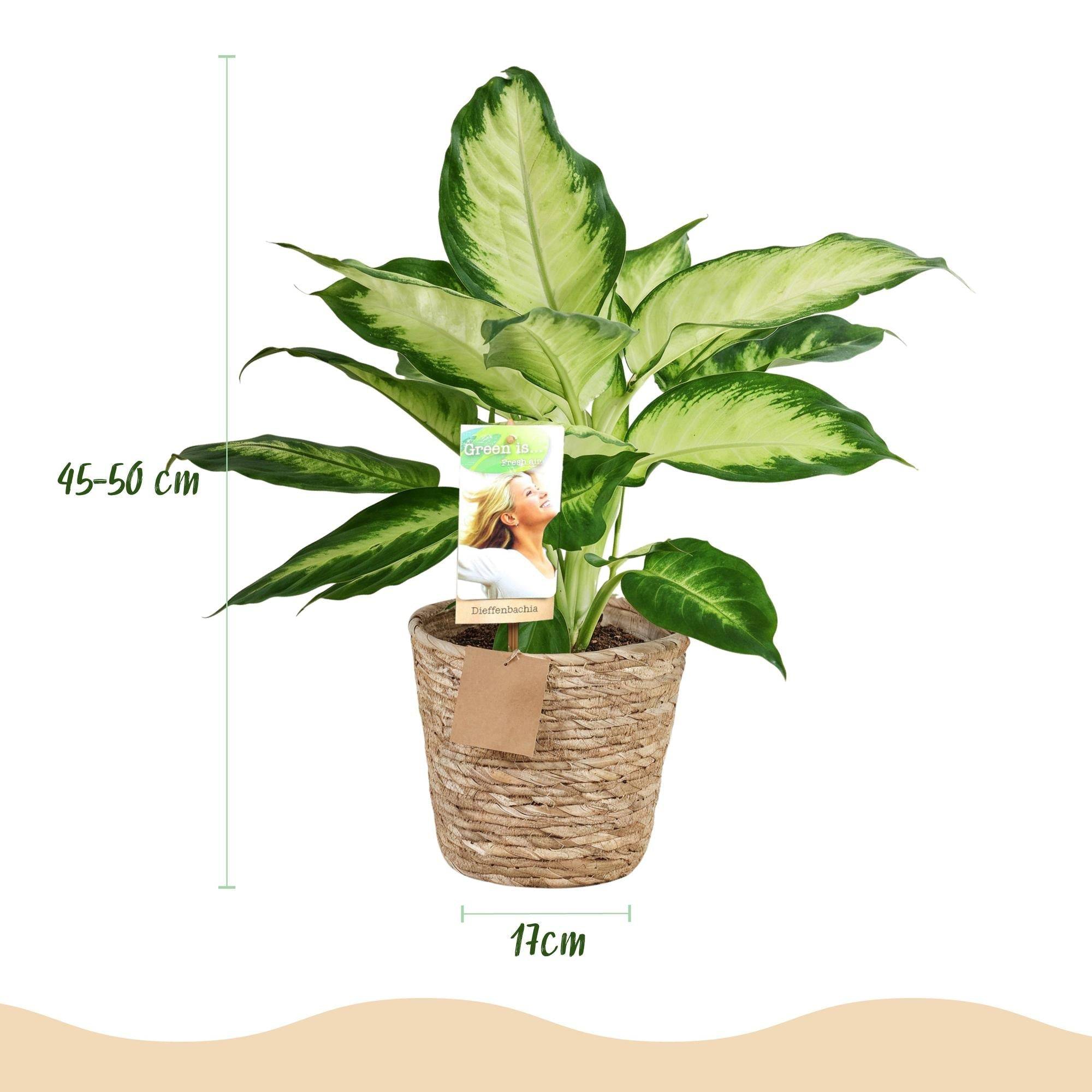 Dieffenbachia Camilla - D17 H50cm - Image 4