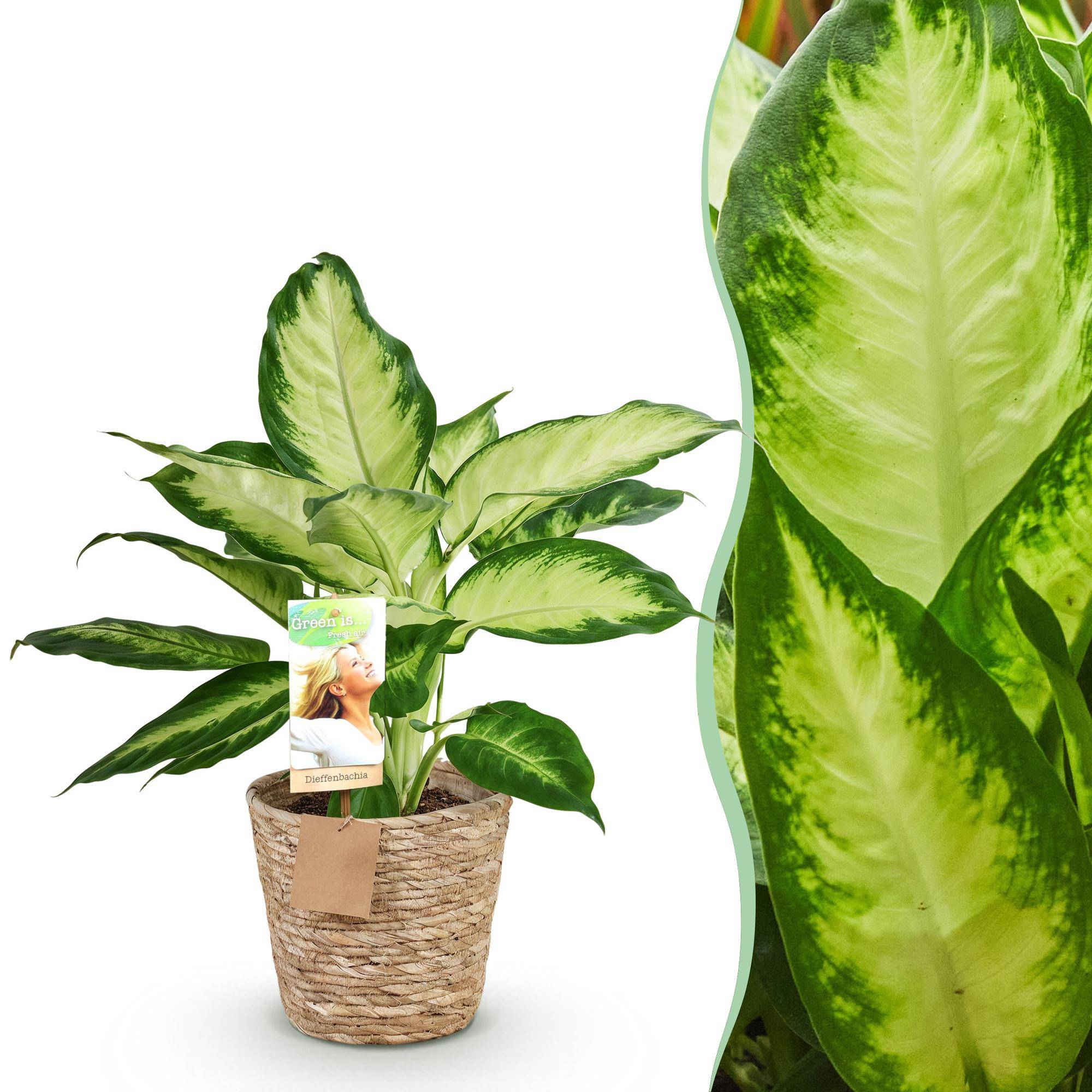 Dieffenbachia Camilla - D17 H50cm - Image 2