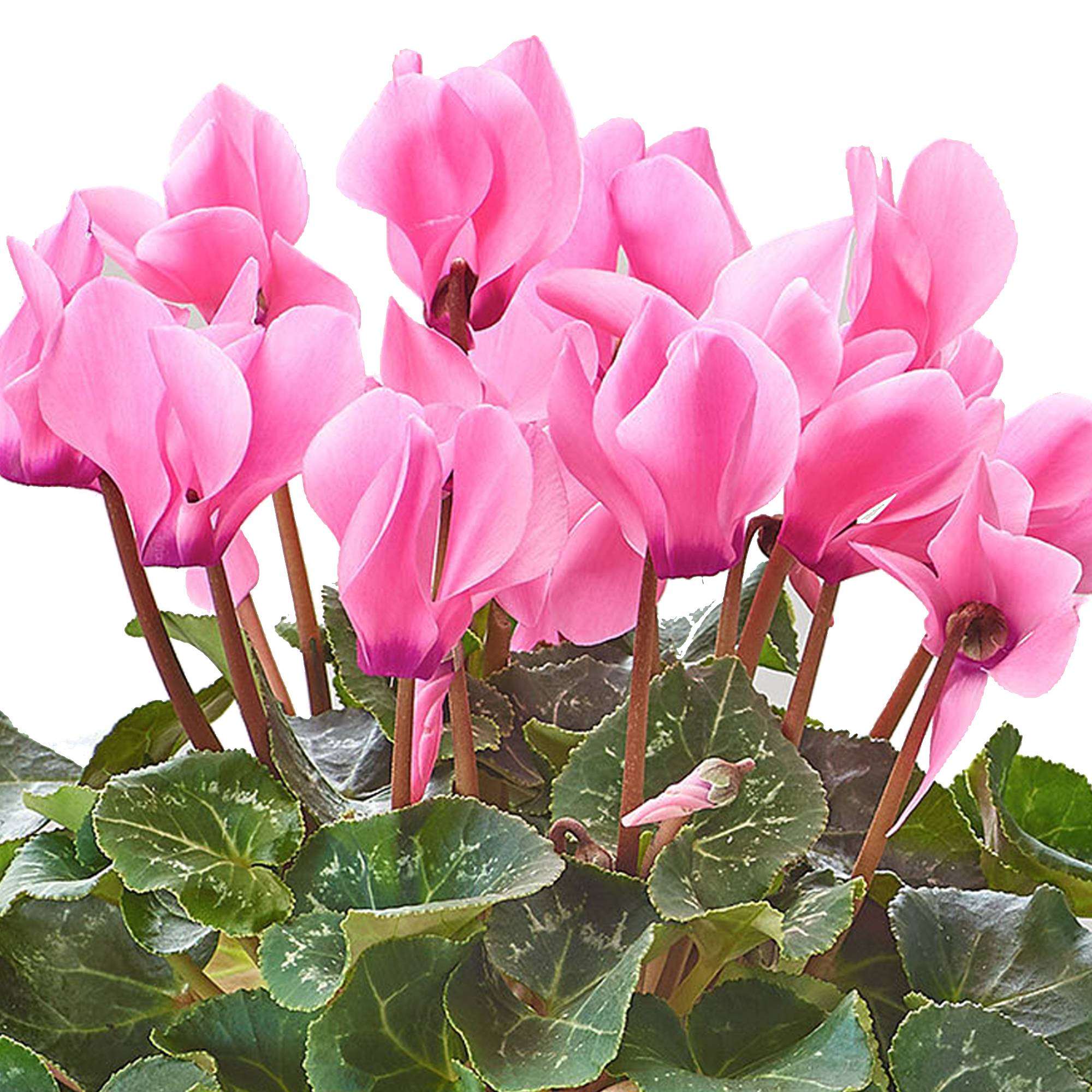 Gardenersdream - Cyclamen Persicum Rose | Plante Herbacée Rustique Fournie En Pot De 12 Cm - GardenersDream - Image 2