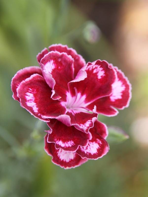 Promesse de Fleurs - Dianthus allwoodii Romeo - Oeillet mignardise pourpre à centre brun et blanc Godet de 8/9 cm