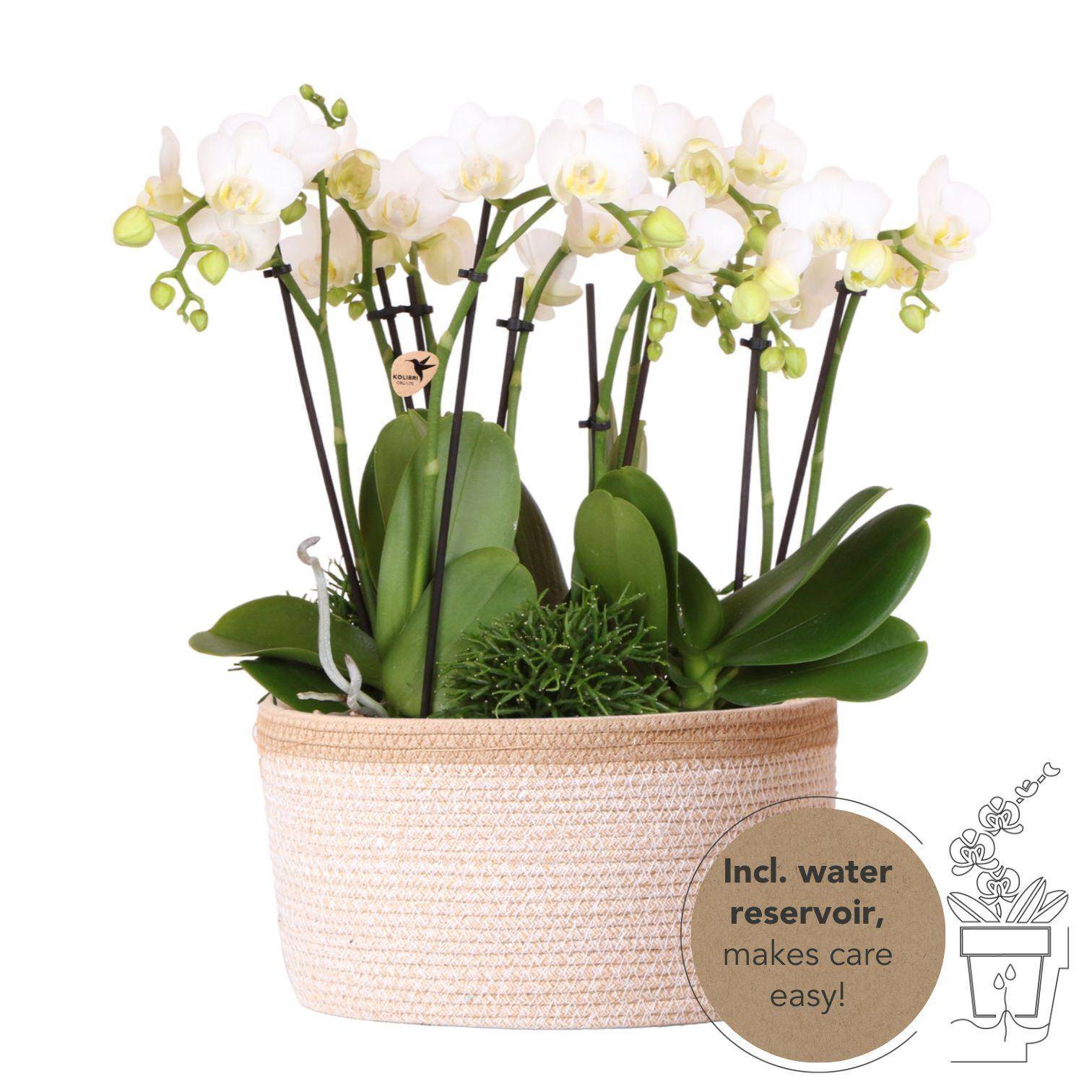 La Green Touch - Orchidées blanches en panier de coton avec réservoir d'eau 35cm - Plante d'intérieur- La Green Touch - Image 1
