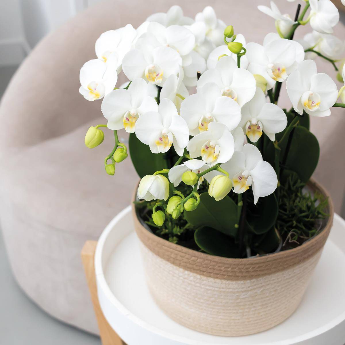 La Green Touch - Orchidées blanches en panier de coton avec réservoir d'eau 35cm - Plante d'intérieur- La Green Touch - Image 5