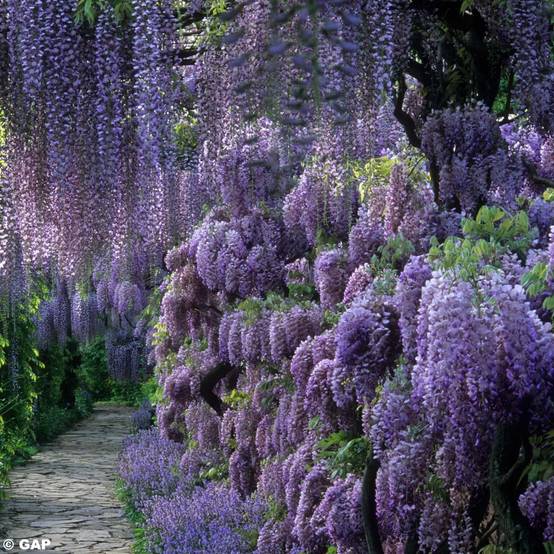 Glycine de Chine - Wisteria sinensis Pot de 2L/3L, Plant greffé de + de 18 mois
