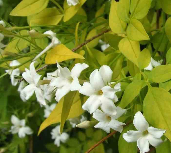 0 - Jasminum officinale Pot de 9 litres -140/160 cm - Image 1
