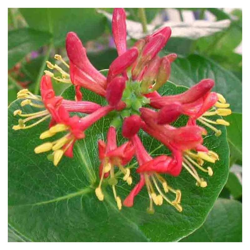 Chèvrefeuille Firecracker® à fleurs Rose - feuillage Semi-Persistant - Godet - 5/10 cm-  hauteur à maturité De 2,00 m à 2,50 m - Image 3