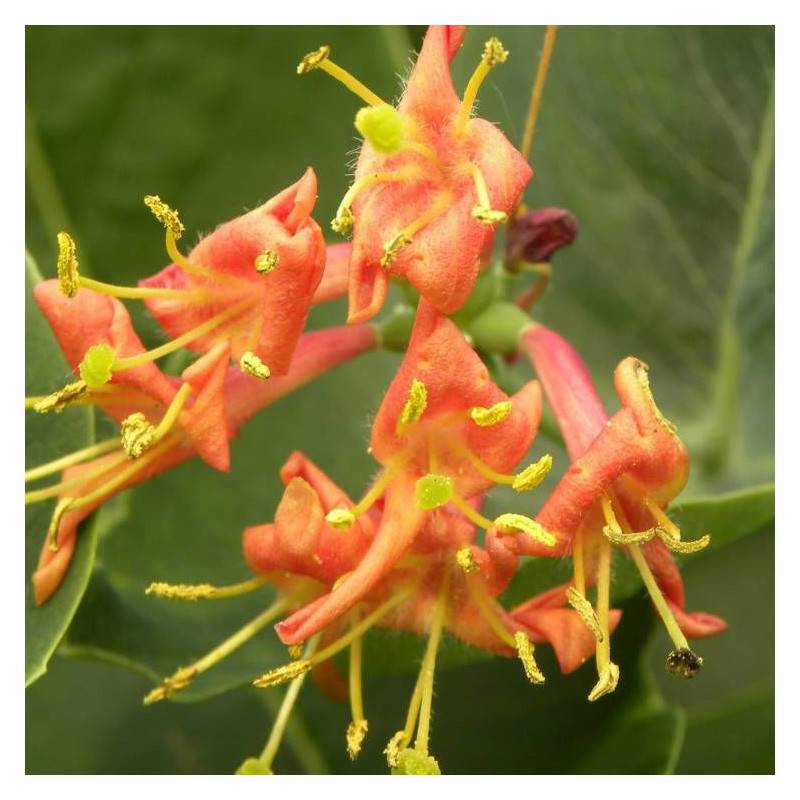 Chèvrefeuille Firecracker® à fleurs Rose - feuillage Semi-Persistant - Godet - 5/10 cm- hauteur à maturité De 2,00 m à 2,50 m - Image 2