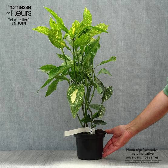 Aucuba japonica Crotonifolia Pot de 2L/3L - Image 2