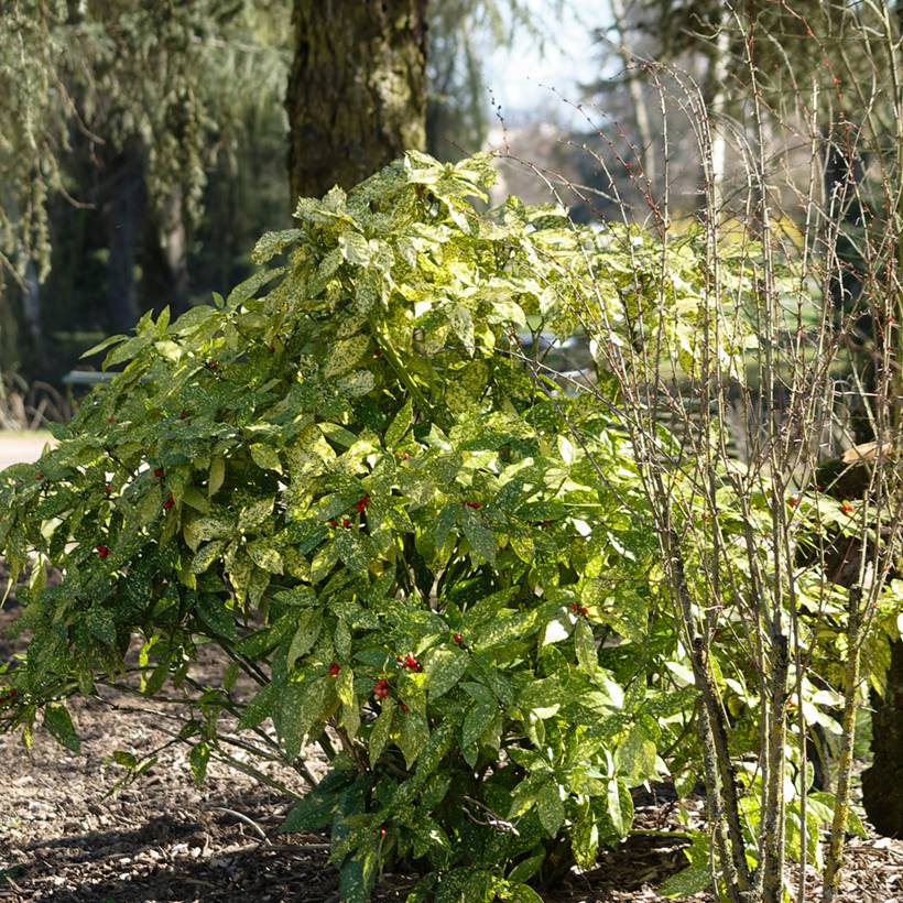 Aucuba japonica Crotonifolia Pot de 2L/3L - Image 1