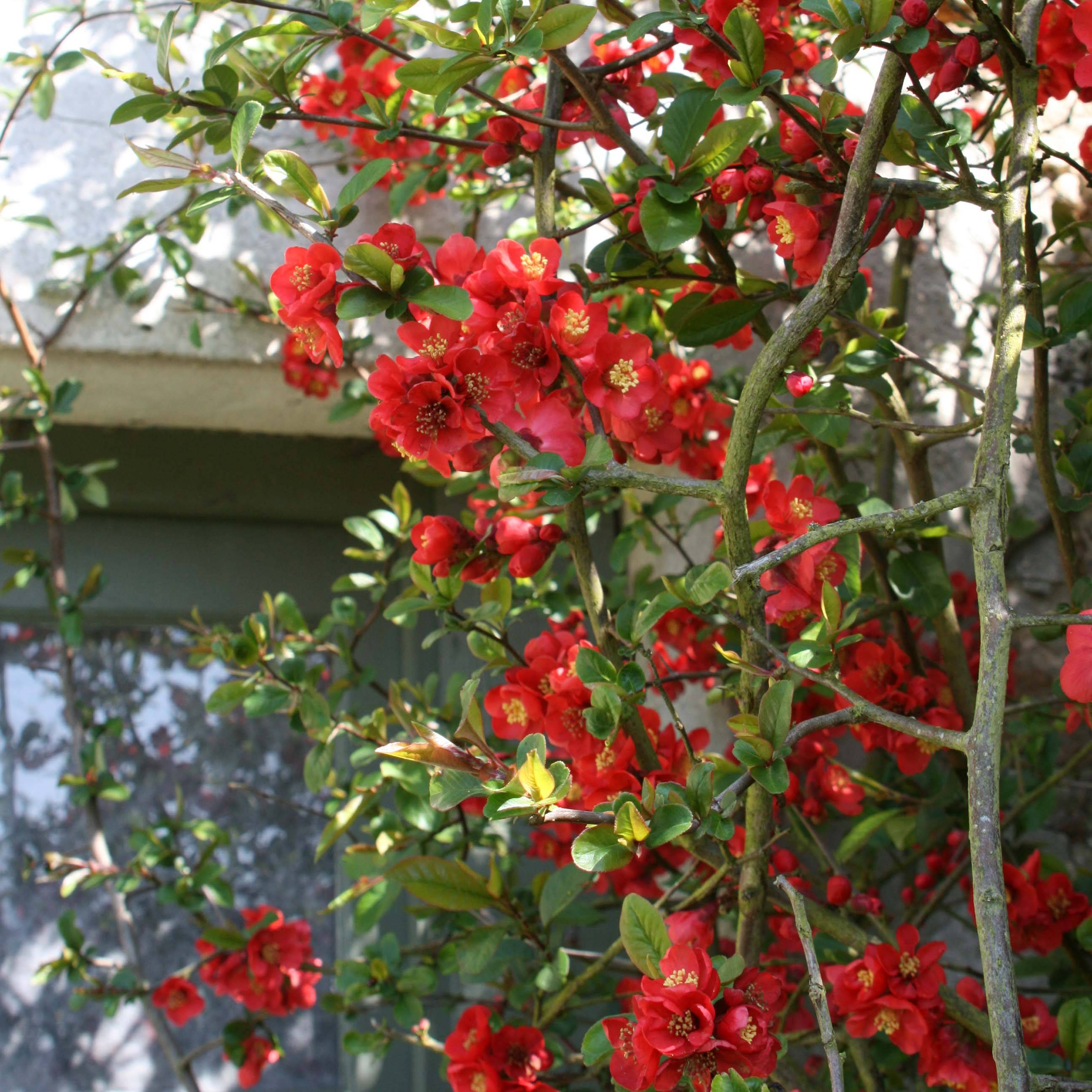 Promesse de Fleurs - Cognassier du Japon Fire dance - Chaenomeles × superba  Godet de 8/9 cm