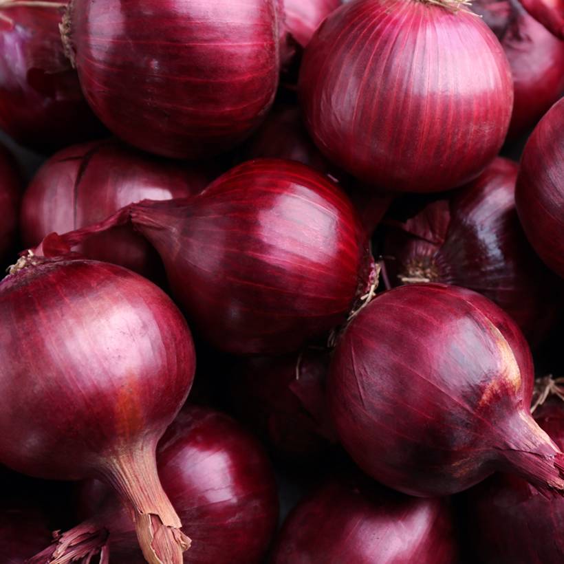 Oignon Rouge foncé de Brunswick - Allium cepa le sachet de 600 graines environ (3g)
