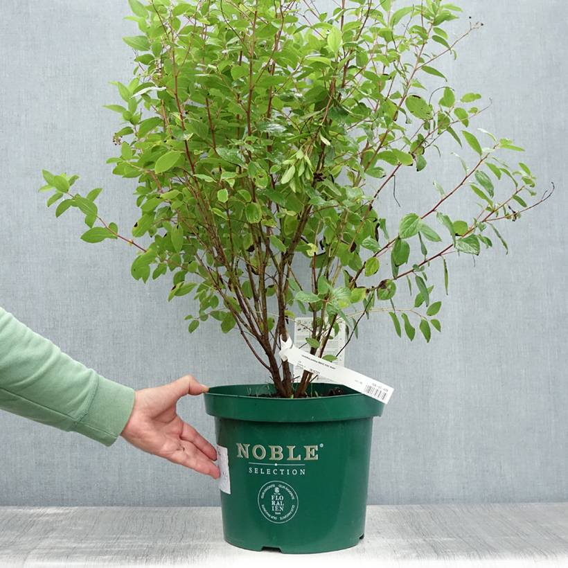 Promesse de Fleurs - Céanothe pallidus Marie Rose - Lilas de Californie Pot de 7,5L/10L - Image 2