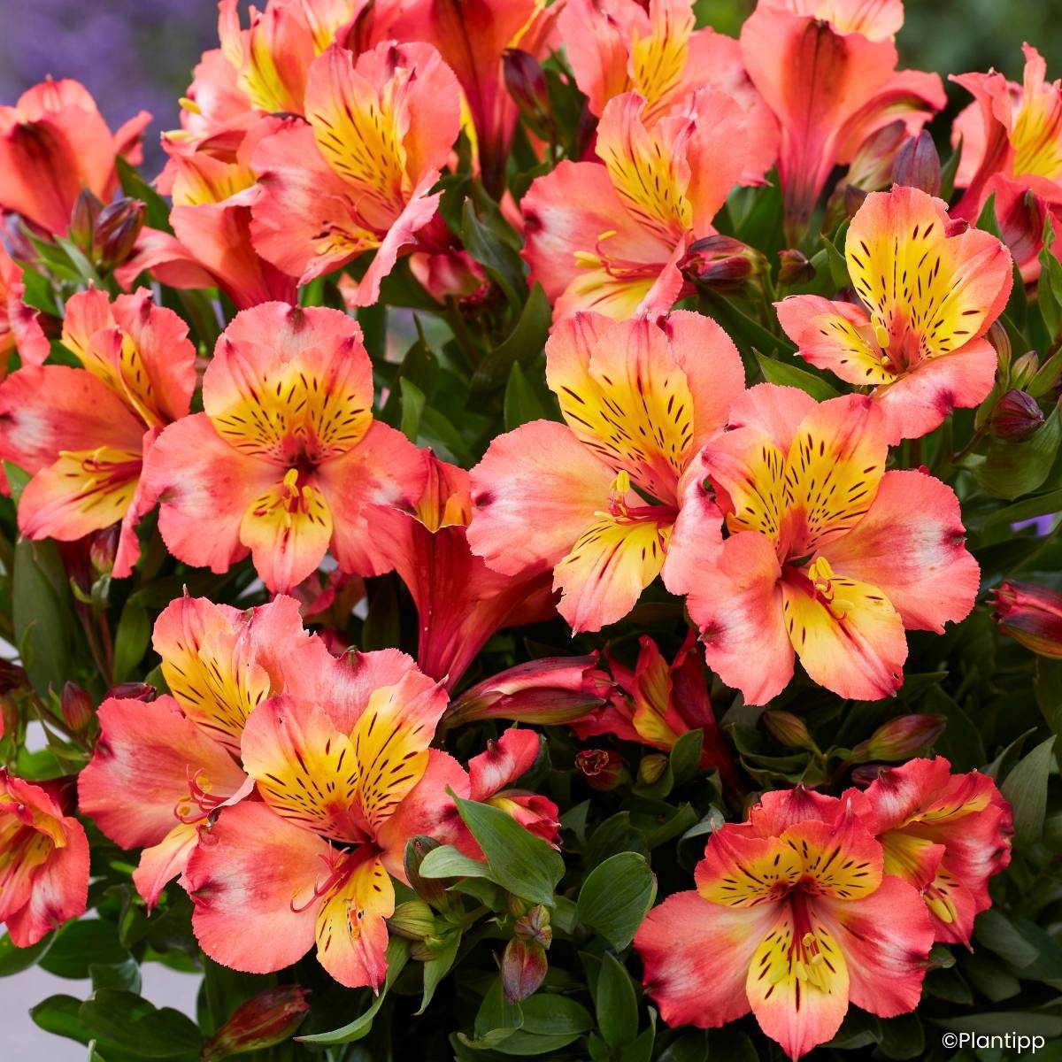 Promesse de Fleurs - Alstroemeria Incalys Salmon - Lis des Incas Pot de 3L/4L
