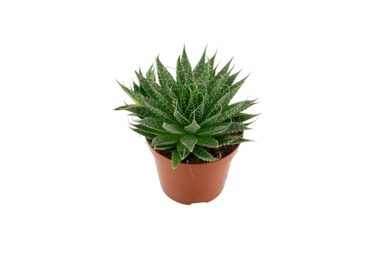 Aloë Aristata h20.0cm- La Green Touch
