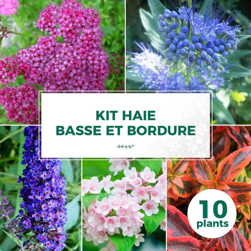 Haie Basse et Bordure - 10 arbustes -  - Pépinières Naudet - Image 1