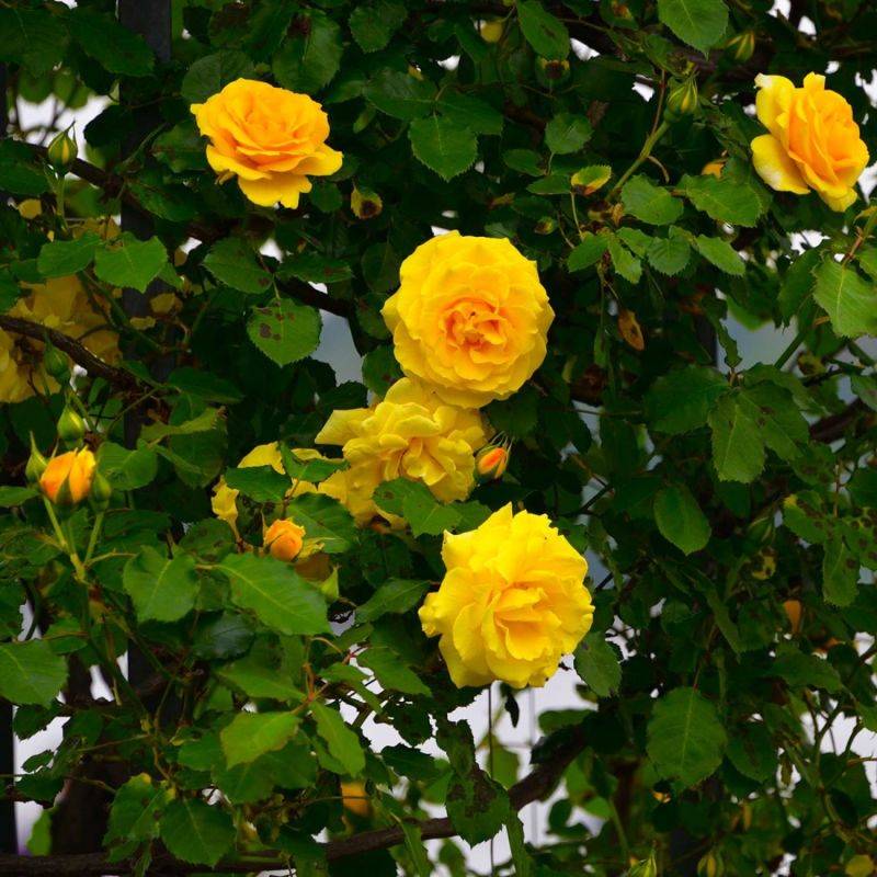 Rosier Grimpant 'All Gold' (Rosa 'All Gold') - Racines nues - Grimpant 60 à 80cm - Pépinières Naudet - Image 2