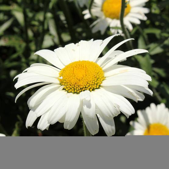 Leucanthemum superbum Alaska - Grande marguerite Godet de 8/9 cm