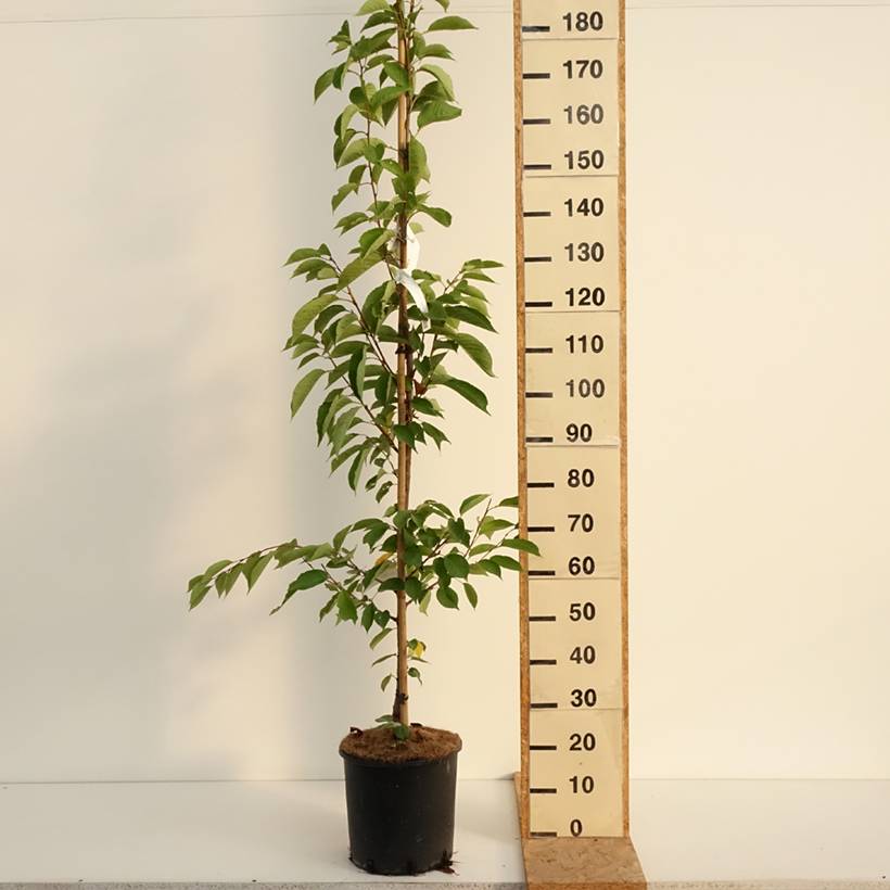 Promesse de Fleurs - Cerisier à fleurs - Prunus yedoensis Pot de 12L/15L - Image 2