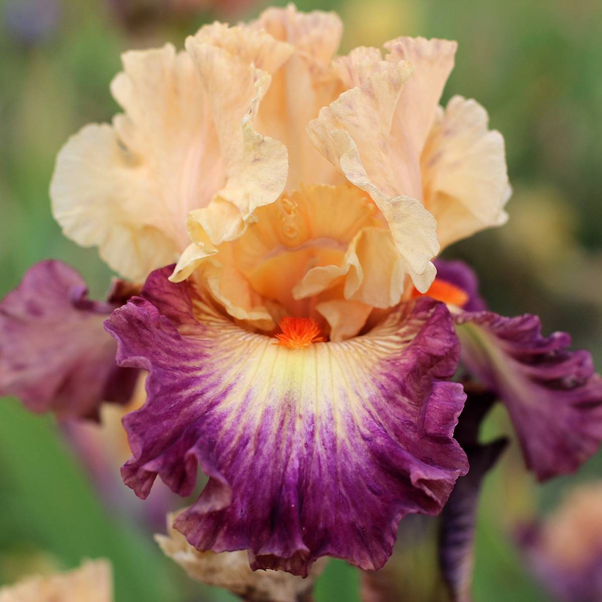 Promesse de Fleurs - Iris germanica Abondante Floraison - Iris des Jardins Rhizome
