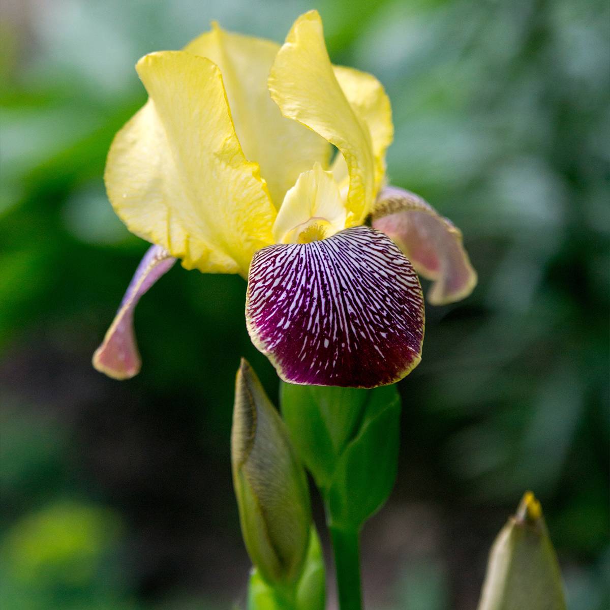Iris germanica Flaming Dragon - Grand iris des jardins Godet de 8/9 cm