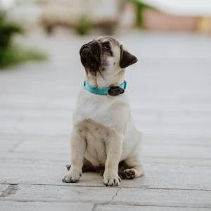 Tickless Mini Dog rechargeable - black - Image 3