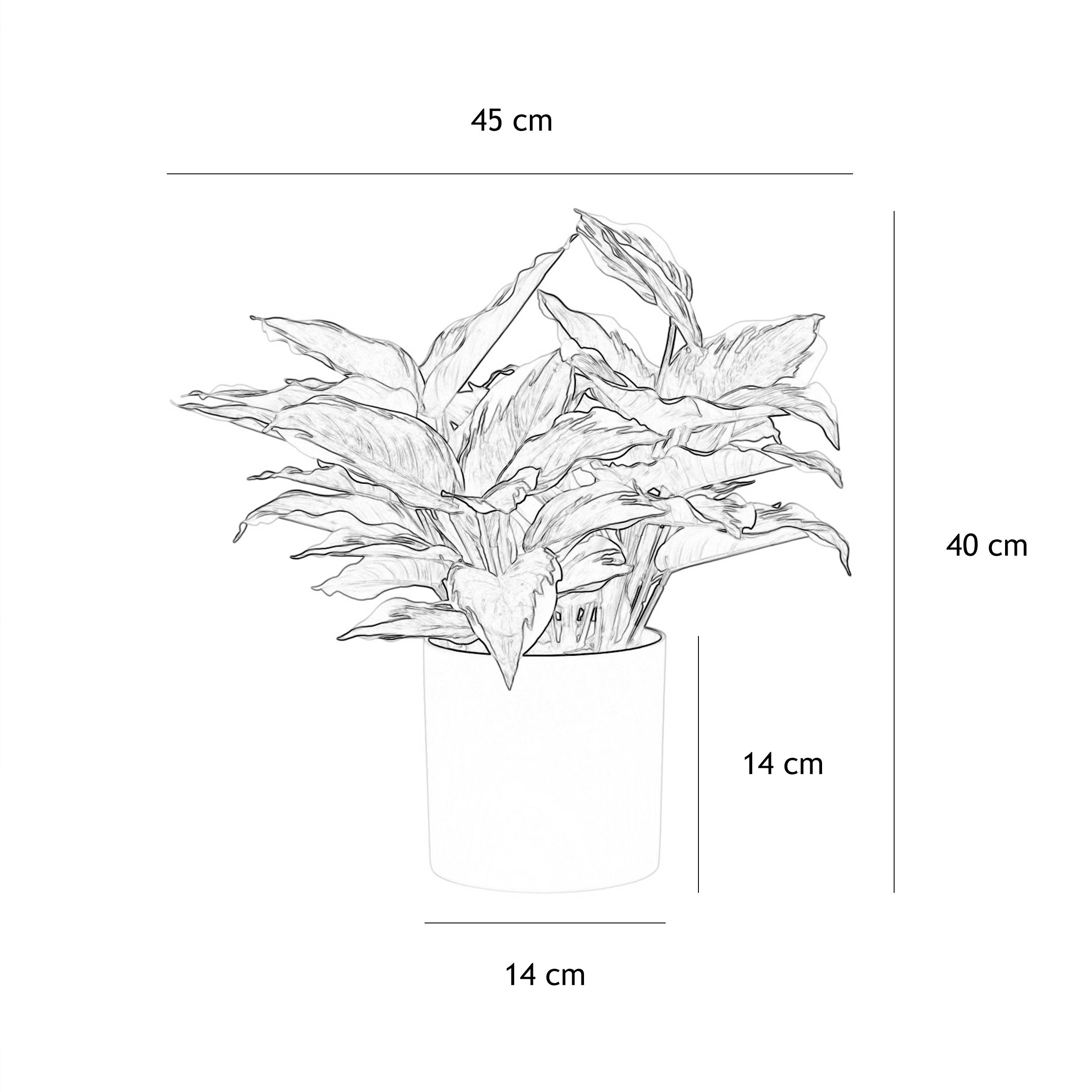 Ligne Deco - Dieffenbachia artificiel 40cm - Image 6