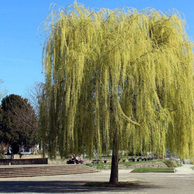 Saule blanc pleureur, Salix - Pot de 15L - 1/2 tige - Image 2