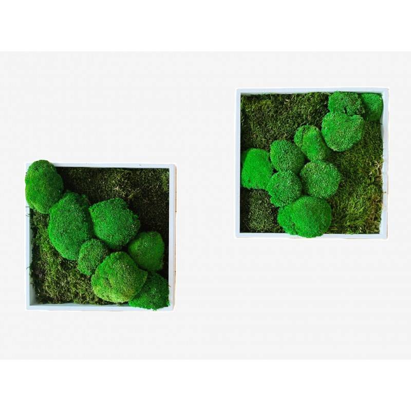 Tableau végétal stabilisé Daburu - tableau végétal - décoration d'intérieur - 35*35 cm
