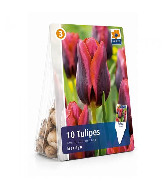Tulipe Muvota Sgaravatti 6 bulbes rouges bicolores, floraison printanière contrastée pour massifs et bouquets - 617083 - Image 2
