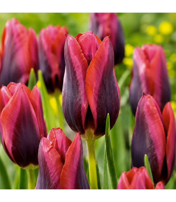 Tulipe Muvota Sgaravatti 6 bulbes rouges bicolores, floraison printanière contrastée pour massifs et bouquets - 617083 - Image 1