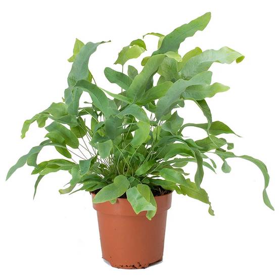 Gardenersdream - Phlebodium Blue Star | Fougère D'Intérieur En Pot À Feuillage Persistant De 25 À 35 Cm - GardenersDream - Image 2
