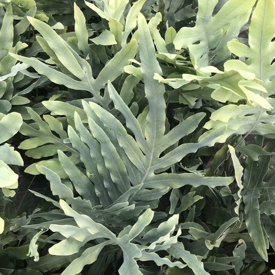 Gardenersdream - Phlebodium Blue Star | Fougère D'Intérieur En Pot À Feuillage Persistant De 25 À 35 Cm - GardenersDream - Image 3