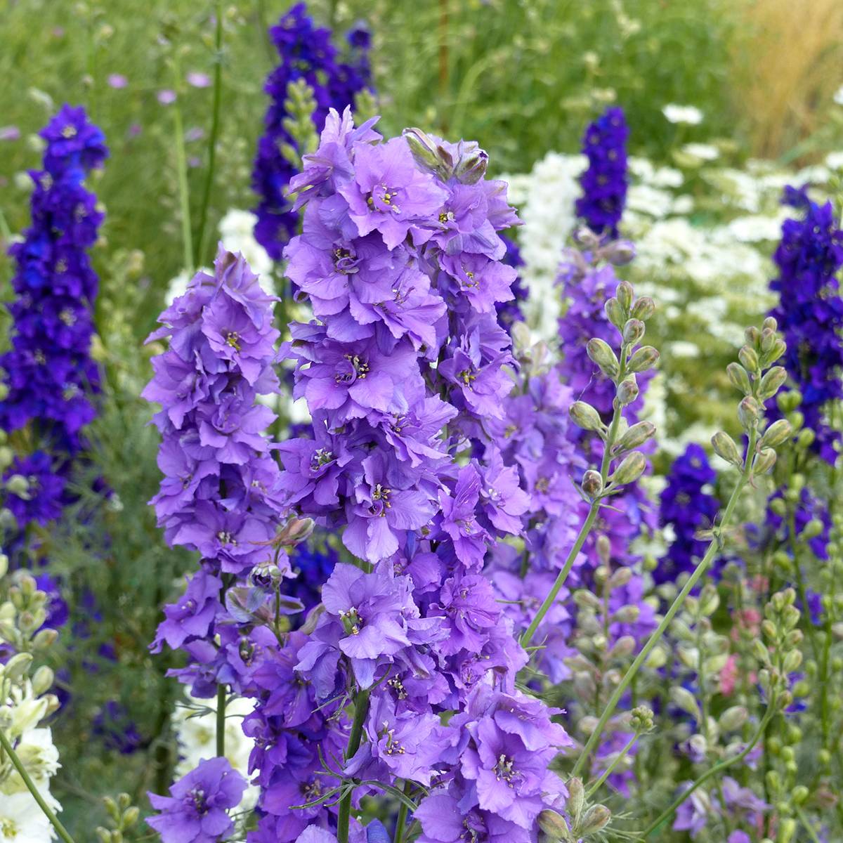 Promesse de Fleurs - Graines de Delphinium Imperial QIS Lilac - Pied d'alouette annuel le sachet de 300 graines environ (1g)