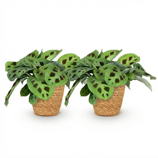 Maranta Fascinator Kerchoveana - H35cm - Image 4