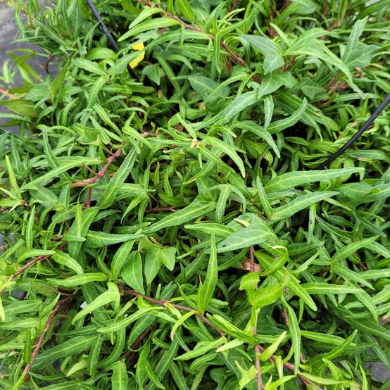 Lierre commun - Hedera helix Evergreen Godet de 8/9 cm