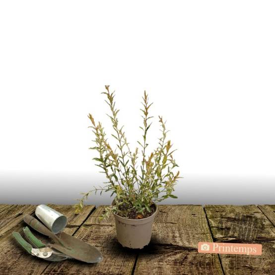 Saule crevette Hakuro Nishiki, Salix - Pot de 4L - 40/60 cm - Image 4
